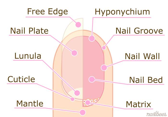 what are the 7 structure of nails