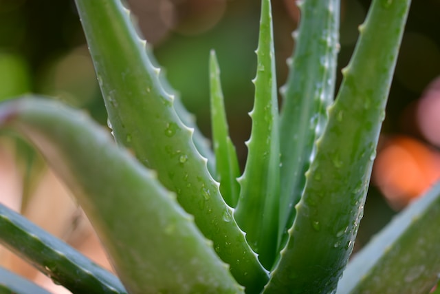 10 Aloe Vera Beauty Tips For Glowing Skin