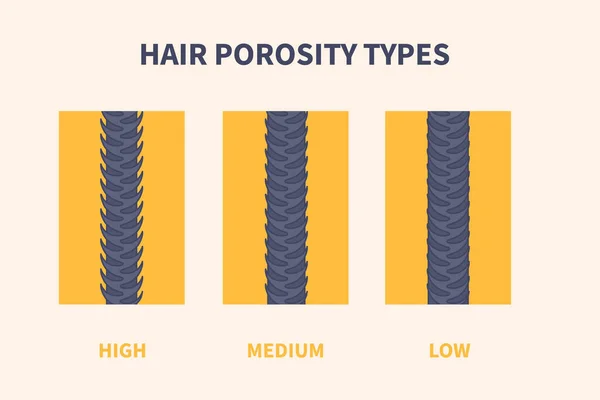 what is 4C low porosity hair