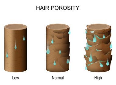what is 4C hair porosity?